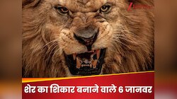 ये हैं 6 शक्तिशाली जानवर, जो शेर को भी चुटकी में चटा सकते हैं धूल; आप नहीं जानते?