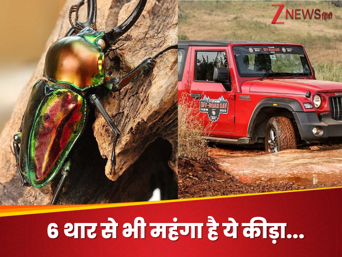 World most expensive insect price in India know here Stag Beetle | ये ...