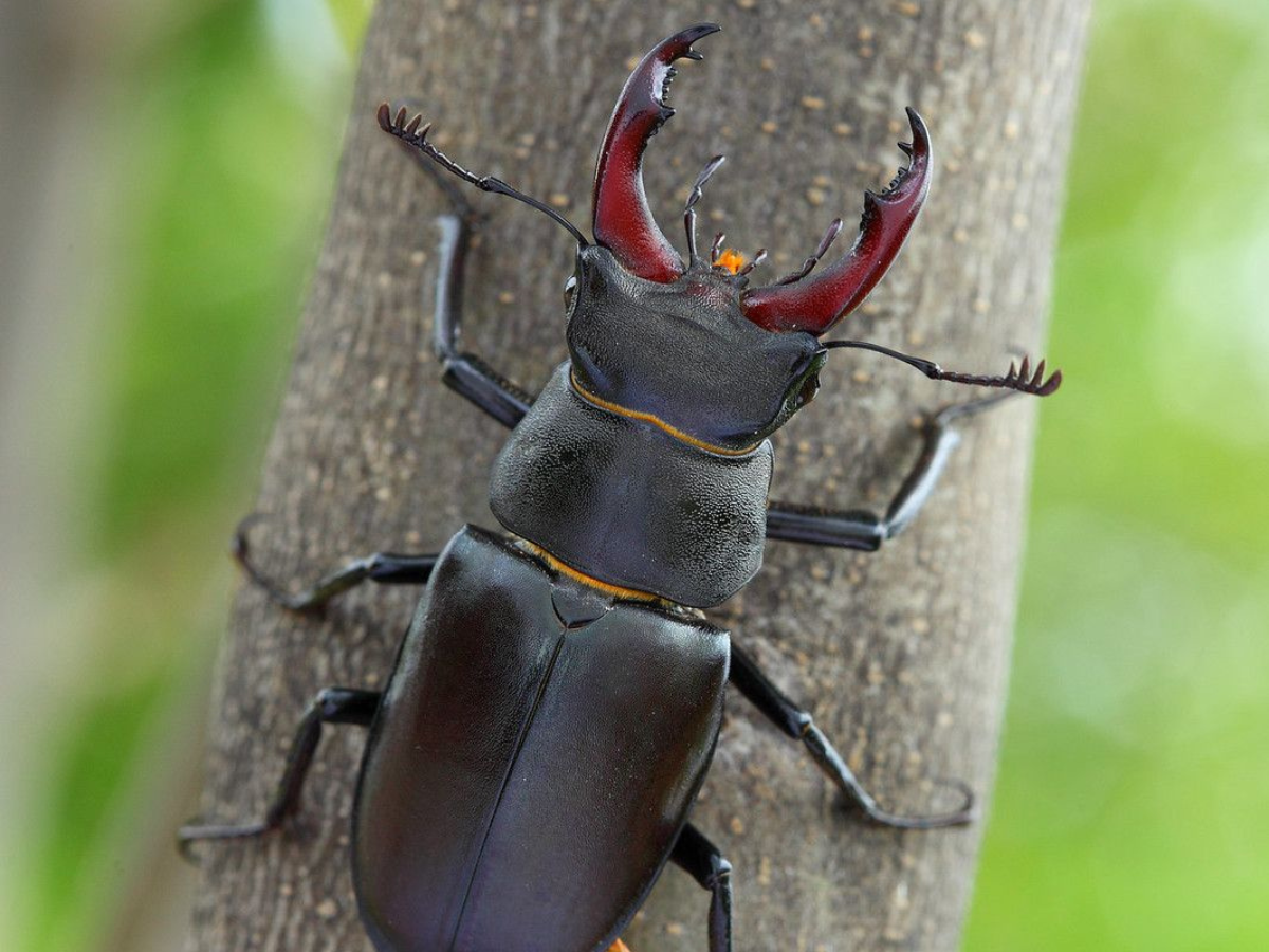 World most expensive insect price in India know here Stag Beetle | ये ...