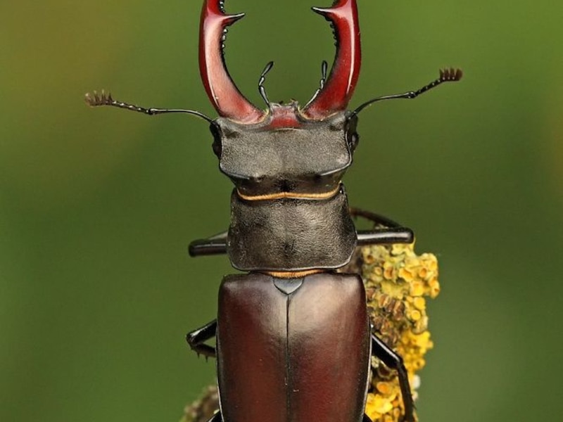 World most expensive insect price in India know here Stag Beetle | ये ...