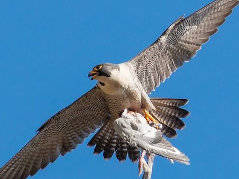 six most dangerous predators in the world seeing whom birds start ...