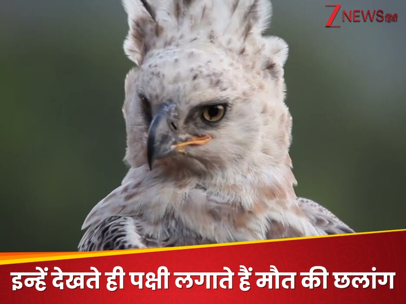 six most dangerous predators in the world seeing whom birds start ...
