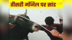 थाने में घुसा सांड, चढ़ा तीसरी मंजिल पर... पुलिस वालों को खूब छकाया 