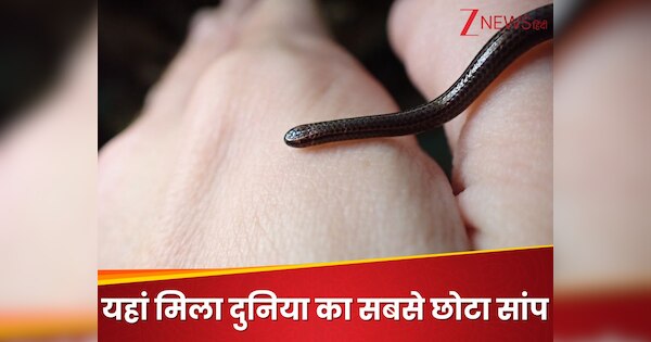 World Smallest Snake Barbados threadsnake facts rediscovered after 20 ...