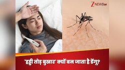 डेंगू को क्यों कहते हैं 'हड्डी तोड़ बुखार'? जानिए फीवर का बदन दर्द से क्या है रिश्ता