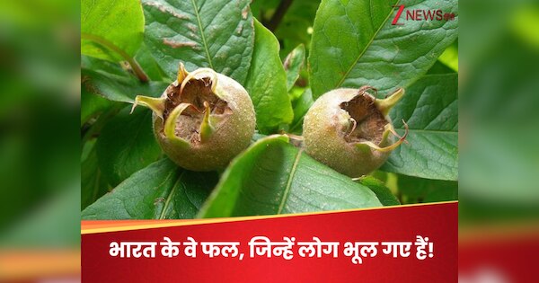 What are the 5 forgotten and old rare fruits of India Which are called ...