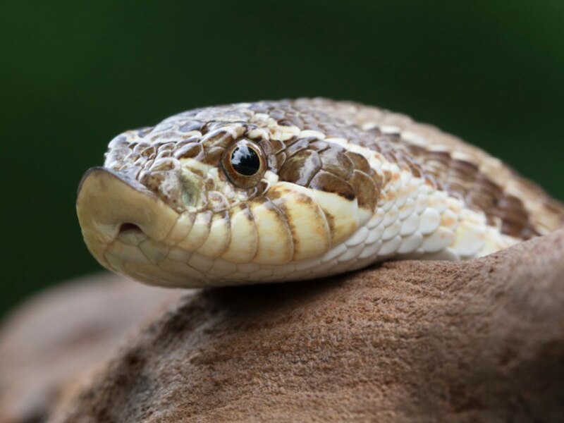 Gallery Detail: Mysterious Snakes In World Snake Lifespan How Long Do Snakes