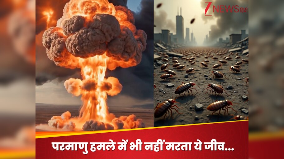 Cockroach survives in nuclear bomb radiation parmanu bomb | एटम बम के ...