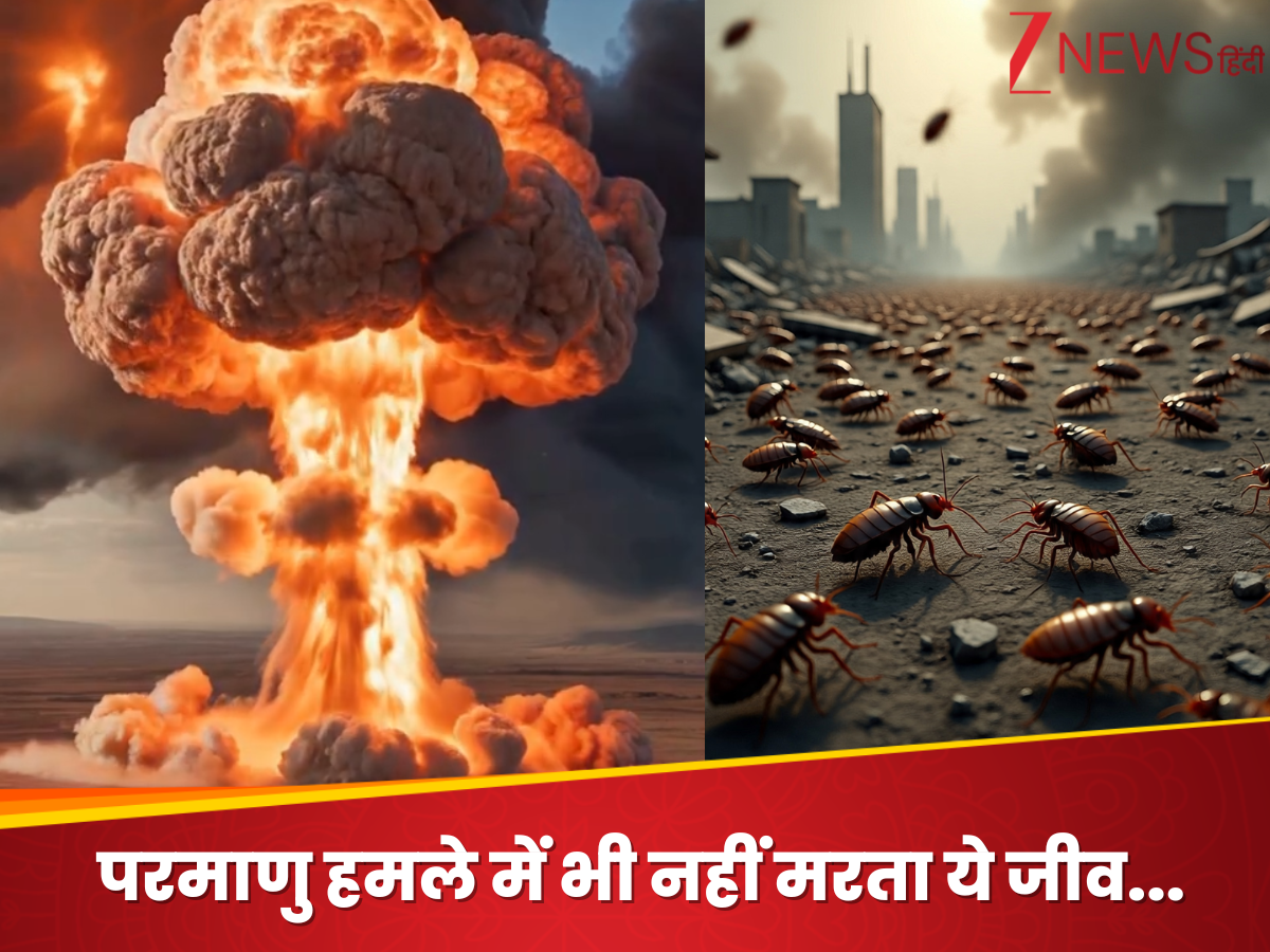 Cockroach Radiation Cockroach survives in nuclear bomb radiation parmanu bomb | एटम बम के ...