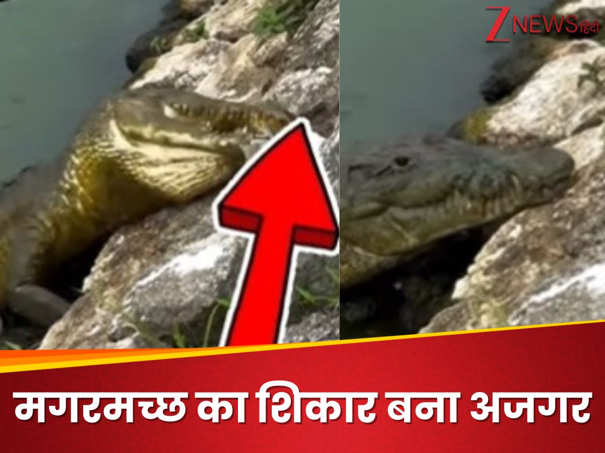 Python crocodile viral video Crocodile hunted python | शिकारी यहां खुद ...