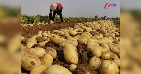 भारत नहीं, इस देश में होती है सबसे ज्यादा आलू की खेती; IAS दिमाग वाले ही जानते होंगे जवाब