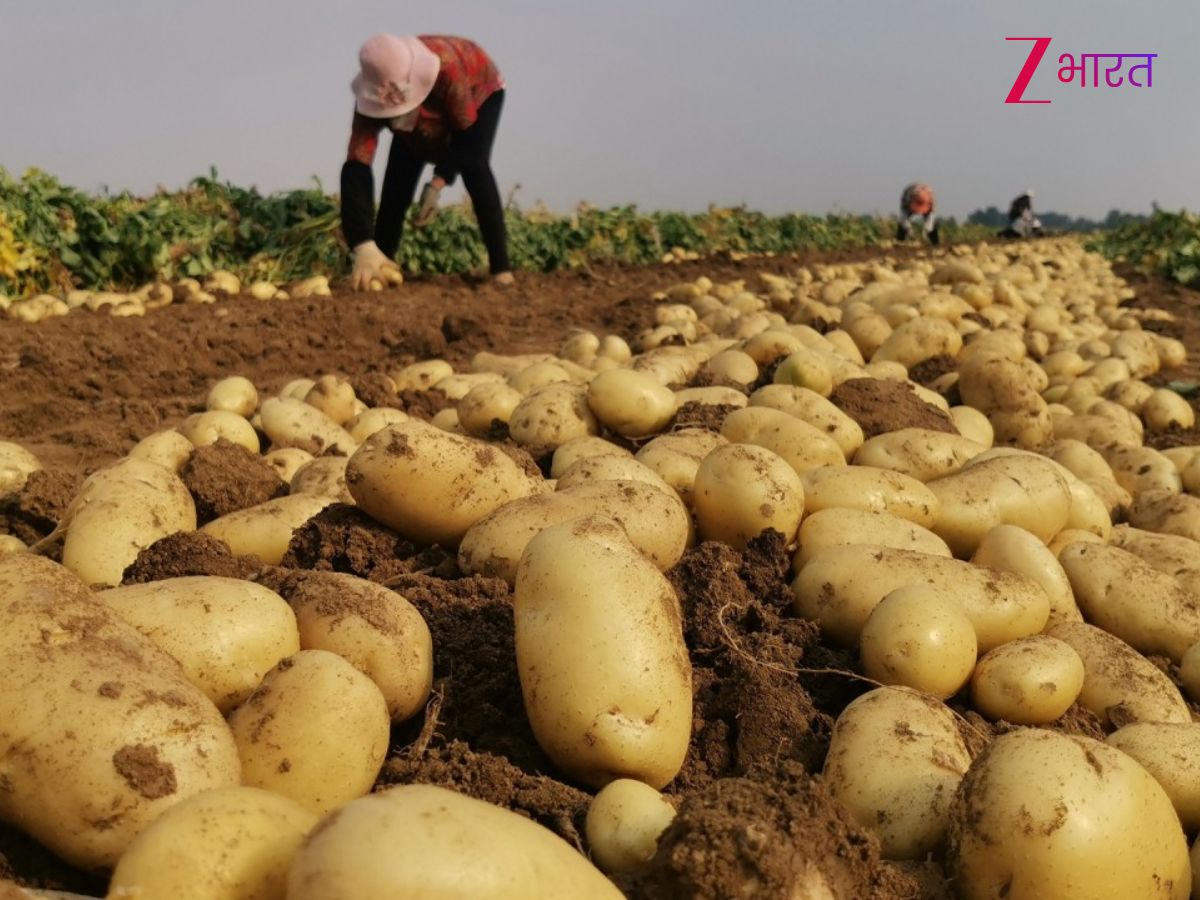 भारत नहीं, इस देश में होती है सबसे ज्यादा आलू की खेती; IAS दिमाग वाले ही जानते होंगे जवाब