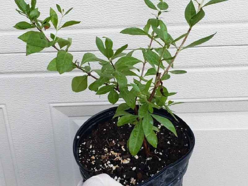 How To Grow Henna Plant