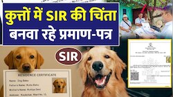 भारत के इस शहर में कुत्ते का बना दिया आवासीय प्रमाण पत्र! DM ने दिए जांच के आदेश