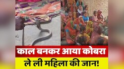 फर्श पर सो रही महिला को कोबरा ने डंसा, इलाज के दौरान मौत, सपेरे ने सांप जिंदा पकड़ा