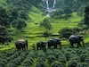 कलरायन हिल्स (Kalrayan Hills)-