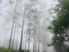 येरकौड (Yercaud)-