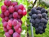 लाल-काले अंगूर