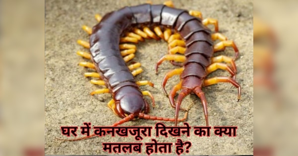 kankhajura nikalna shubh ya ashubh centipede at home bring good luck or ...