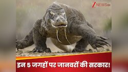 वो 5 आइलैंड जहां पर है जानवरों की सरकार! एक जगह पर तो इंसानों की एंट्री पर बैन