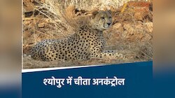 कूनो की गामिनी पहुंची श्योपुर के गांव, शिकार देख दहशत में ग्रामीण, अलर्ट जारी