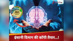 भारत के लिए अच्छी खबर...'मिनी ब्रेन' करेगा डिप्रेशन और अल्जाइमर के इलाज में मदद...