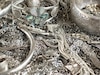 चांदी के भाव (Silver Rate in Bhopal, Indore, Raipur)