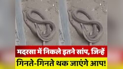 Snake Video: मदरसा इस्लामिया में मिला सांपों का डेरा, वीडियो देखिए डर जाएंगे