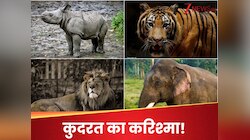 120 किलो होता है वजन, फिर कैसे पैदा होते ही चलने लगते हैं इस जानवर के बच्चे?