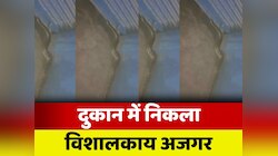 Bettiah Snake Video: दुकान में अचानक दिखा अजगर, लोगों में मचा हड़कंप, देखें वीडियो