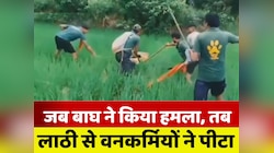 VIDEO: रेस्क्यू कर रहे थे वनकर्मी, तभी बाघ ने एक को दबोचा...फिर सभी ने टाइगर को मारा
