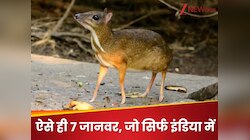 ऐसे 7 जानवर जो सिर्फ इंडिया में ही पाए जाते हैं, दुनिया के लोग देखने को हैं तरसते!