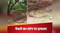 Video : कोबरा को देखते ही नेवले ने कर दिया हमला, फिर जो हुआ उसे देख लोग रह गए हैरान!