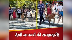 रोड क्रॉस करने के लिए हिरणों ने किया ग्रीन सिग्नल का इंतजार, फिर किया ये काम...!