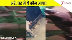अरे बाप रे! घर में घुसा विशालकाय मगरमच्छ, मच गया हड़कंप, जैसे-तैसे किया गया रेस्क्यू, Video वायरल!