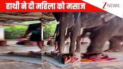 जब हाथी बना 'मसाजवाला', पैर से महिला की मालिश करते दिखे गजराज; लोग बोले- वाह क्या जेंटलमैन है!