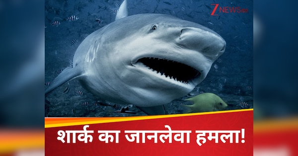 'मेरी जांघें जल रही थीं'... इस खिलाड़ी की गर्भवती पत्नी पर शार्क ने किया हमला, फिर जो हुआ जानकर हैरान रह जाएंगे