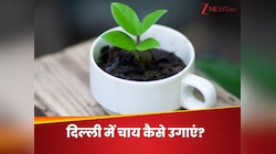 क्या दिल्ली जैसे मौसम में घर की बालकनी में चाय की पत्तियां उगाई जा सकती हैं? 