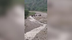 Haridwar Video:जंगल से निकल अठखेलियां करते दिखा हाथियों का झुंड, वीडियो देख हर कोई आवाक