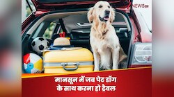 मानसून में पेट डॉग के साथ ट्रिप पर जा रहे हैं आप, तो 5 बातों का रखें ख्याल