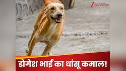 इस देश ने गली-गली क्यों छोड़े 'डॉगेश भाई'? इंसानों की बचाएंगे जान, खुश हो गए लोग