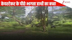 हरे-भरे जंगल में केयरटेकर के साथ मस्ती करता दिखा हाथी का बच्चा, क्यूट सा वीडियो मुस्कुराहट बिखेर देगा!