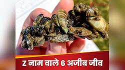 वो 6 जानवर जिनके नाम Z लेटर से होते हैं शुरू, असंभव है रहस्यमयी जीव को देख पाना!