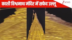 शुभ या अशुभ..? Kashi Vishwanath मंदिर में दिखा सफेद उल्लू, जानें किस बात का दे रहा है संकेत