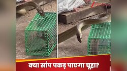 भूखे सांप के सामने रखी चूहेदानी, रहम की भीख मांगता रहा चूहा और फिर... देखें Video