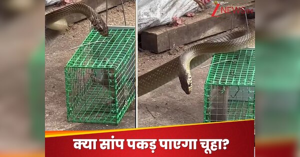 rat snake attack mouse chuha saanp ka video viral social media ...