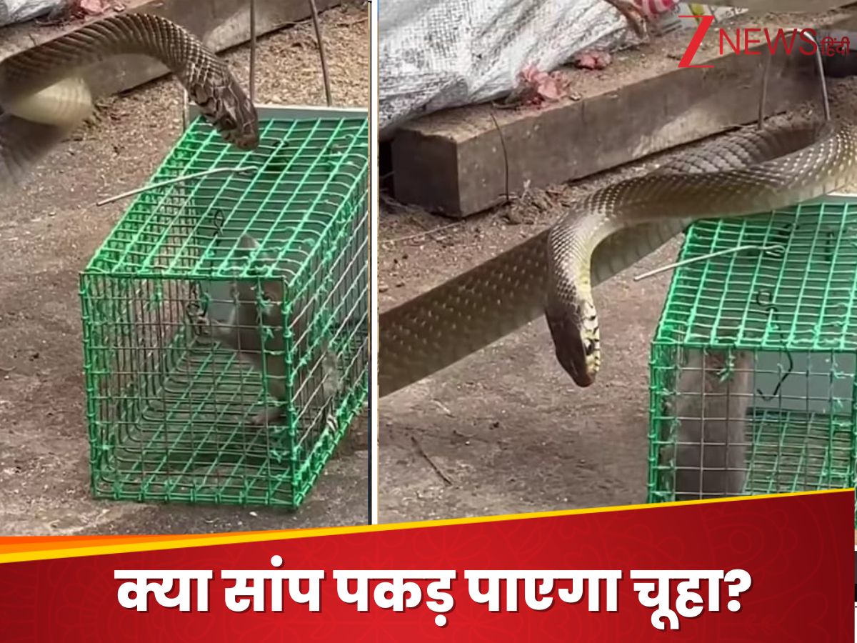 rat snake attack mouse chuha saanp ka video viral social media ...