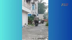 Haridwar: रिहायशी इलाके में घुसा जंगली हाथी फिसल कर गिरा, तुरंत उठकर ऐसे भागा जैसे कोई देख न ले