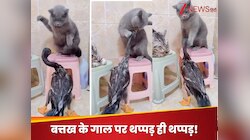 जिद्दी बत्तख को बिल्ली ने पीटा, मारे इतने थप्पड़ कि याद आ जाएगा आपका  बचपन