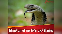 10-20 साल नहीं; इतने सालों तक जिंदा रहते हैं सांप, जानें किस Snake की उम्र ज्यादा?